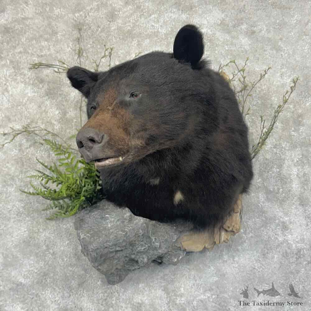 Black Bear Shoulder Mount For Sale #32003 @ The Taxidermy Store