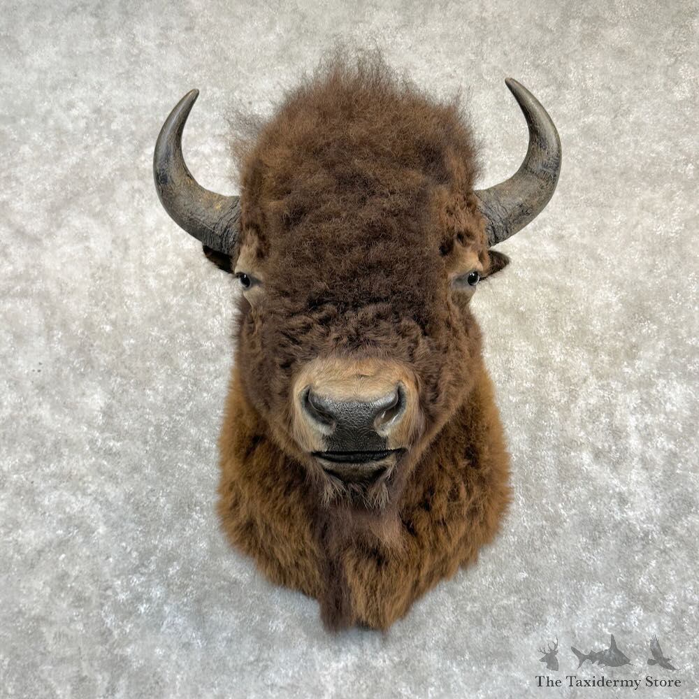 American Bison Shoulder Mount For Sale #29194 @ The Taxidermy Store