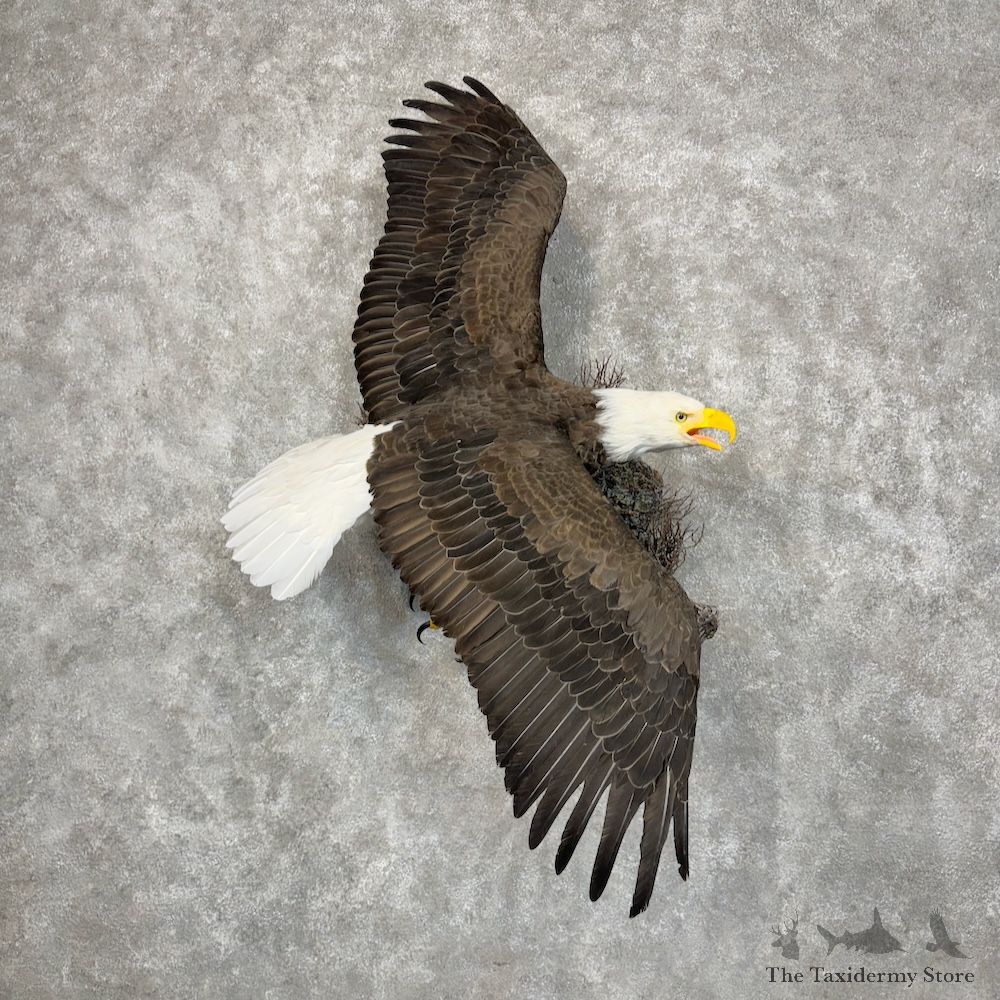 Reproduction Bald Eagle Bird Mount For Sale #29546 @ The Taxidermy Store