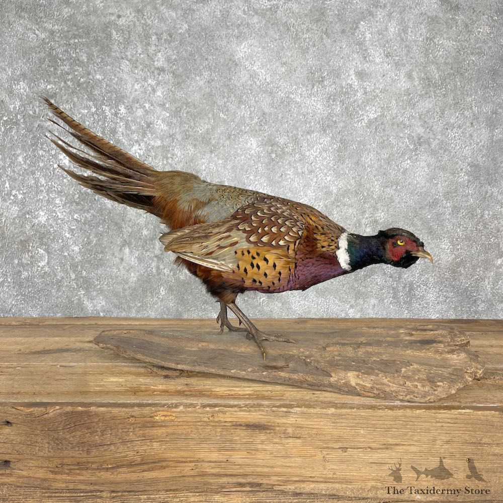 Ringneck Pheasant Bird Mount For Sale #25512 - The Taxidermy Store