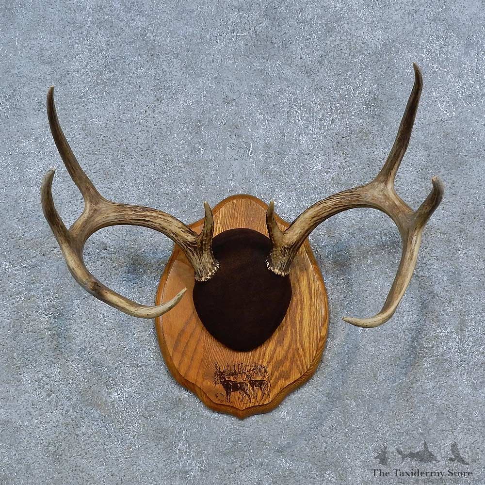 Whitetail Deer Antler Plaque Mount For Sale #15318 @ The Taxidermy Store