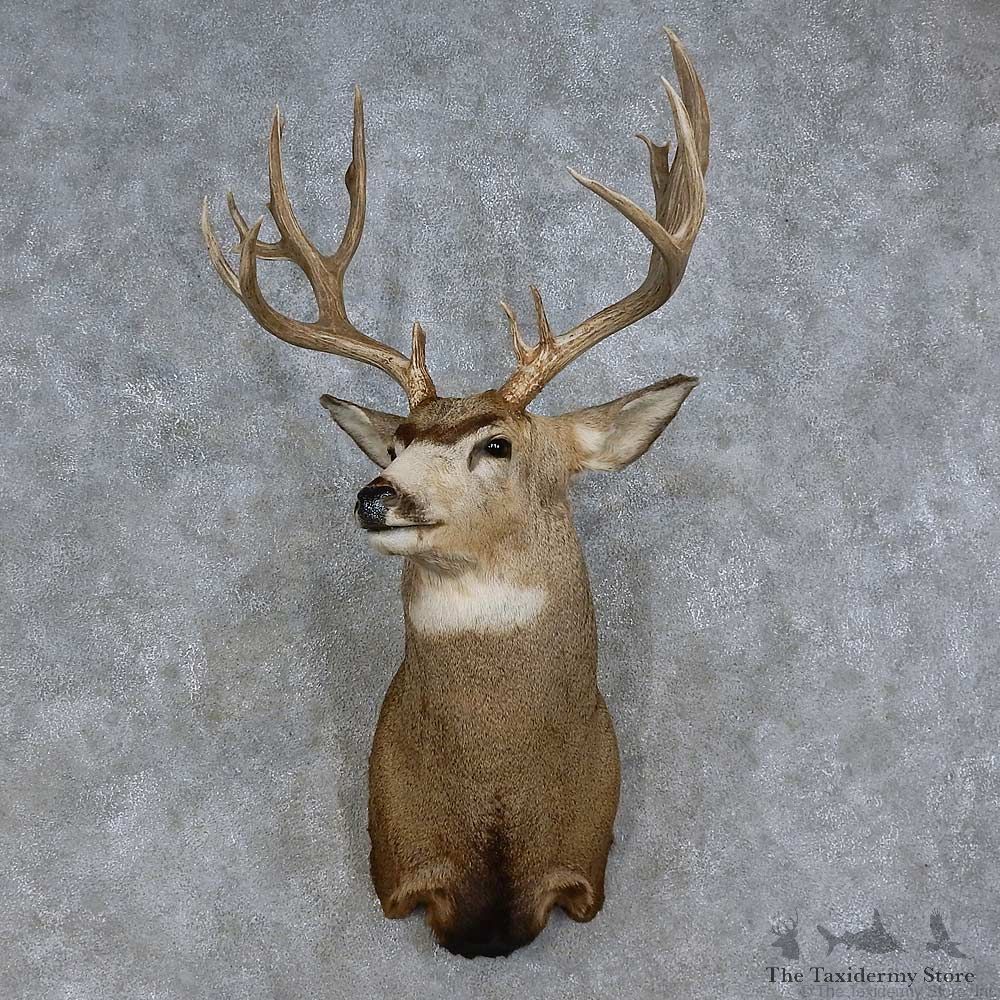 Mule Deer Shoulder Mount For Sale #15706 @ The Taxidermy Store