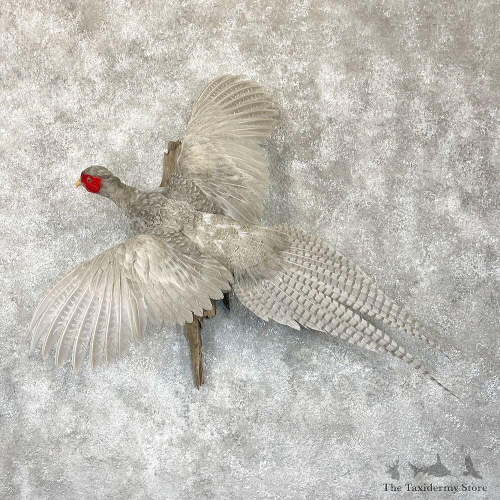 Abyssinian Pheasant Bird Mount For Sale #28139 @ The Taxidermy Store