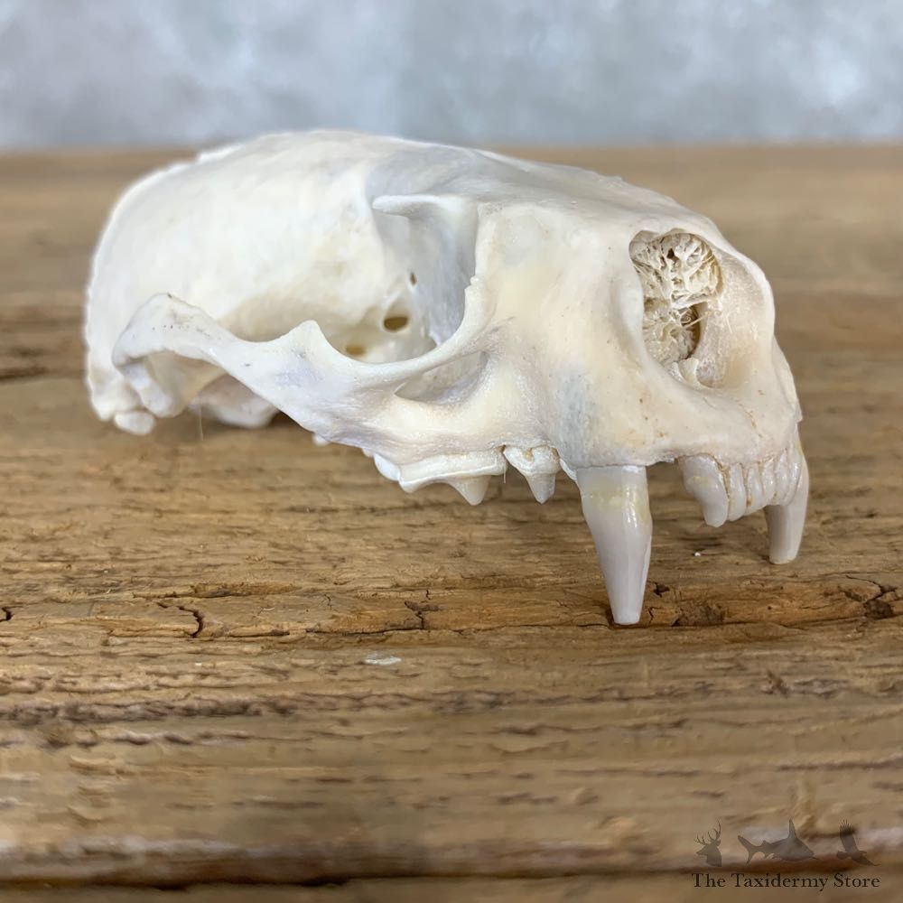 River Otter Skull Mount For Sale #22250 @ The Taxidermy Store