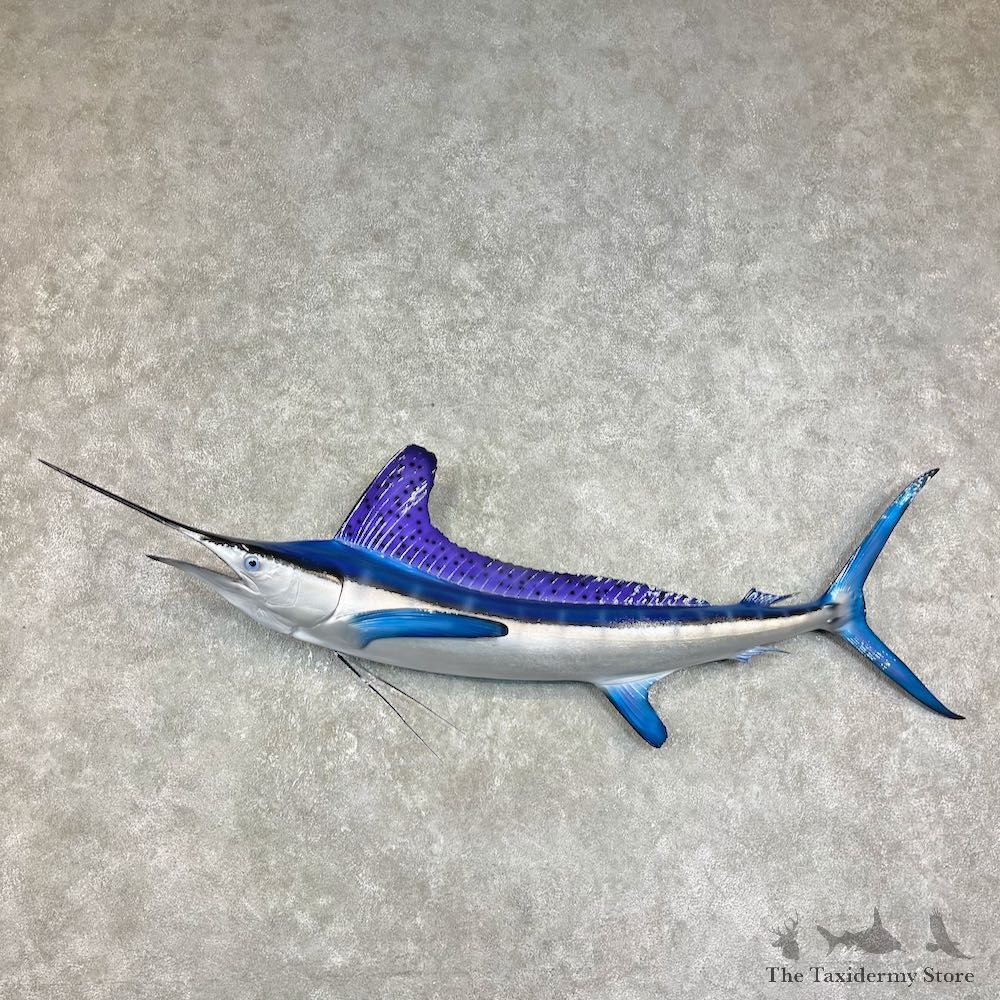 Striped Marlin Fish Mount For Sale #25870 @ The Taxidermy Store