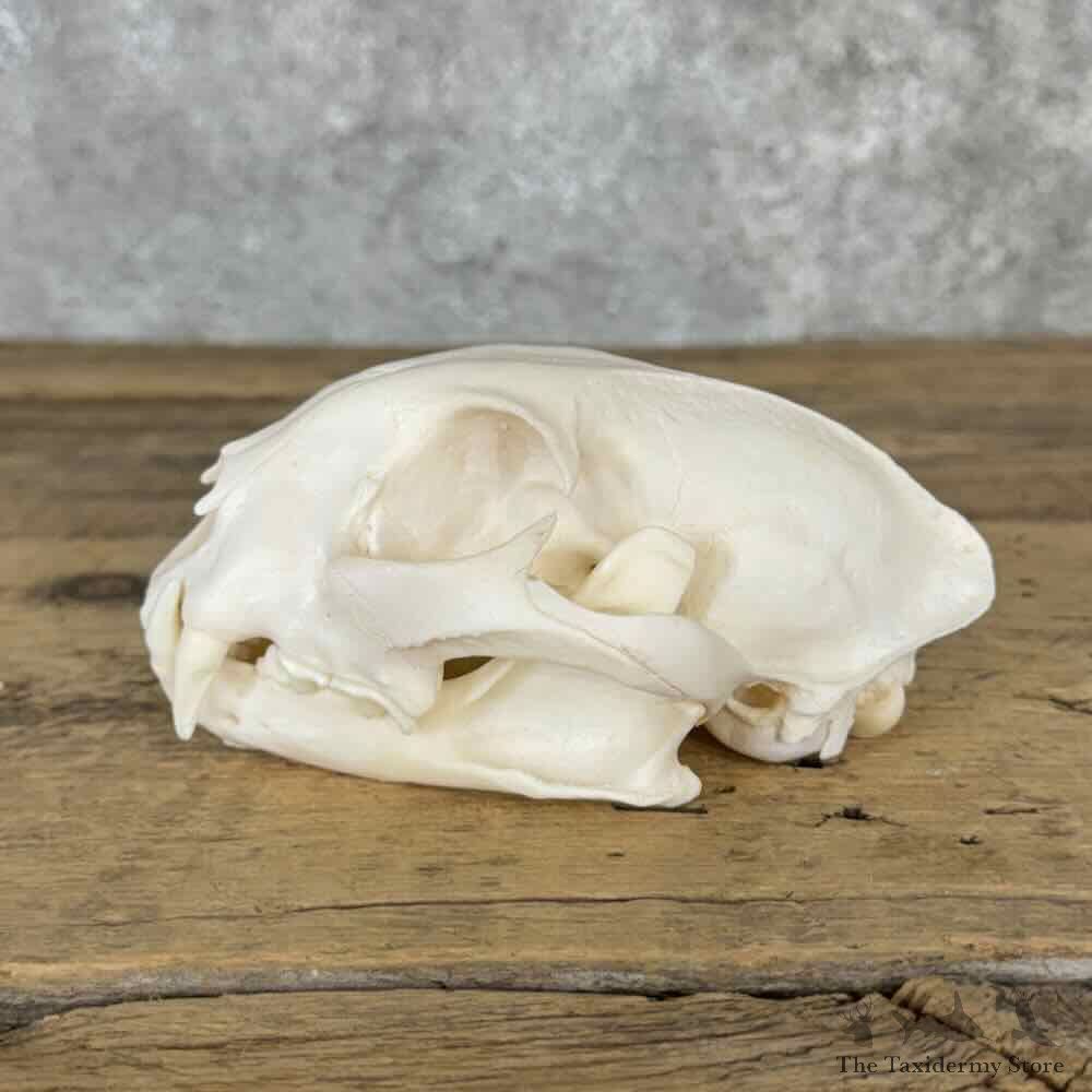 Bobcat Full Skull For Sale #32141 @ The Taxidermy Store
