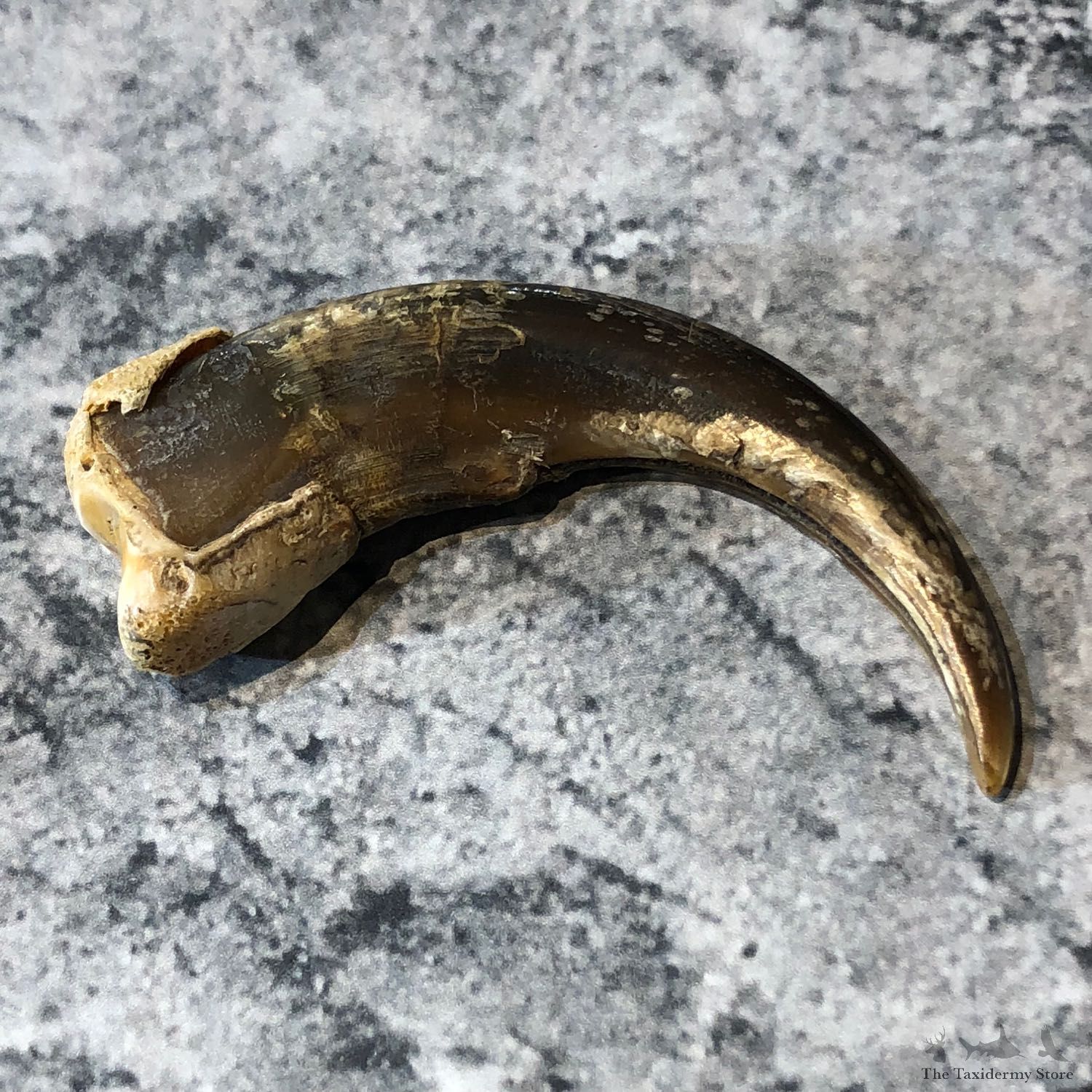 Grizzly Bear Claw For Sale #19618 @ The Taxidermy Store