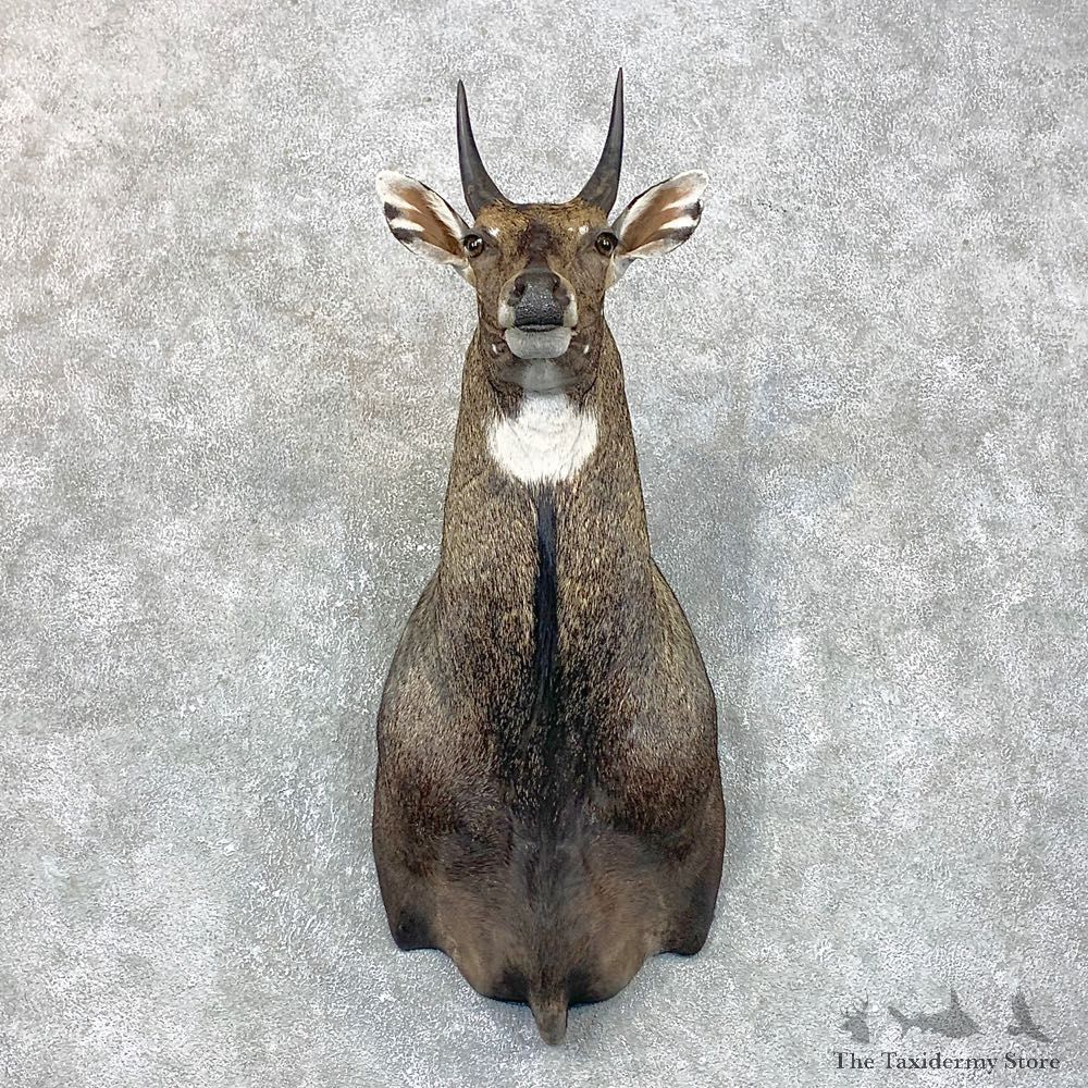Nilgai Antelope Taxidermy Shoulder Mount For Sale #23797 @ The Taxidermy Store