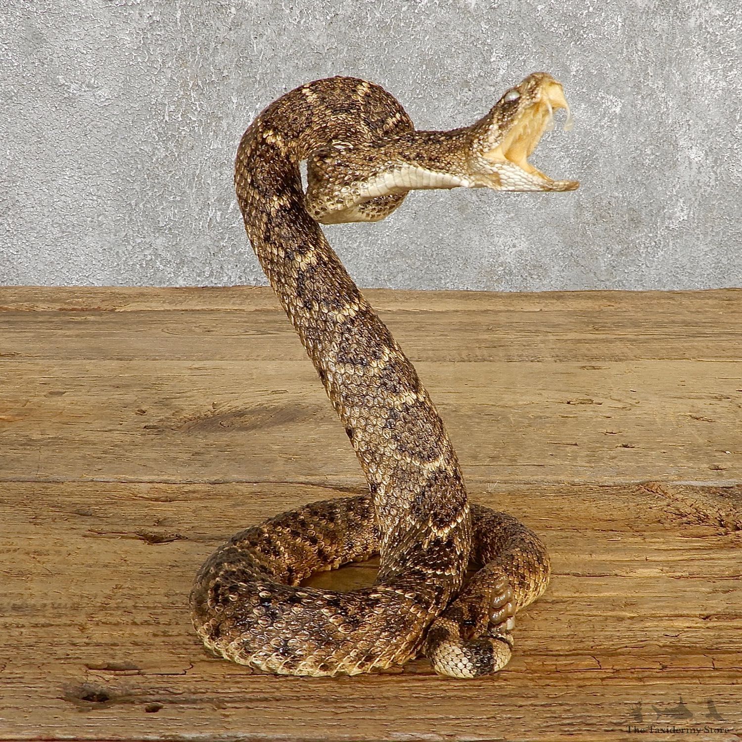 Western Diamondback Rattlesnake Mount For Sale #19982 @ The Taxidermy Store