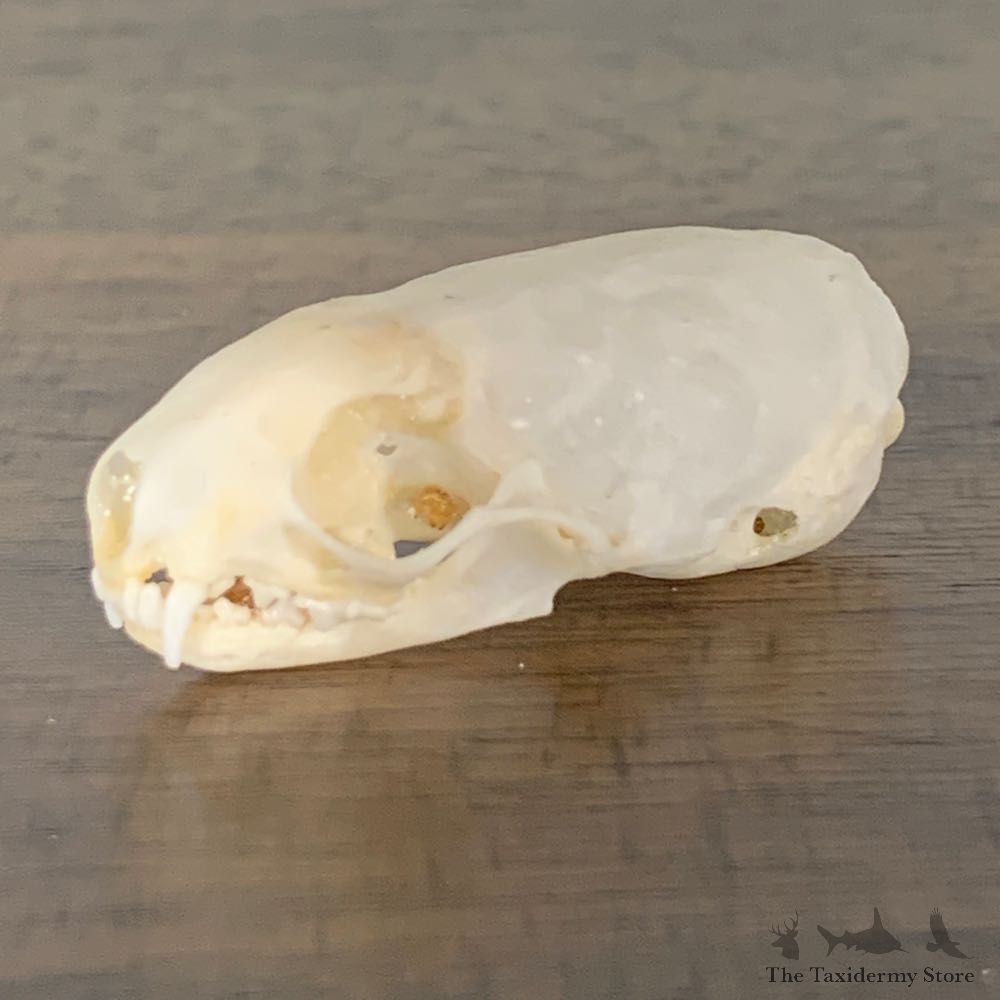 Weasel Full Skull Taxidermy Mount For Sale #22244 @ The Taxidermy Store