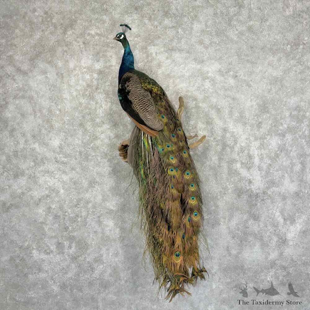 Blue Indian Peacock Mount For Sale #32018 @ The Taxidermy Store