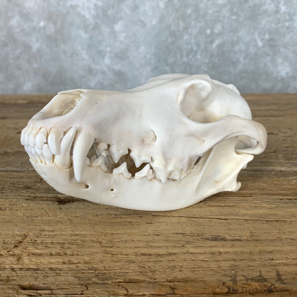 Coyote Full Skull Taxidermy Mount #22251 For Sale @ The Taxidermy Store