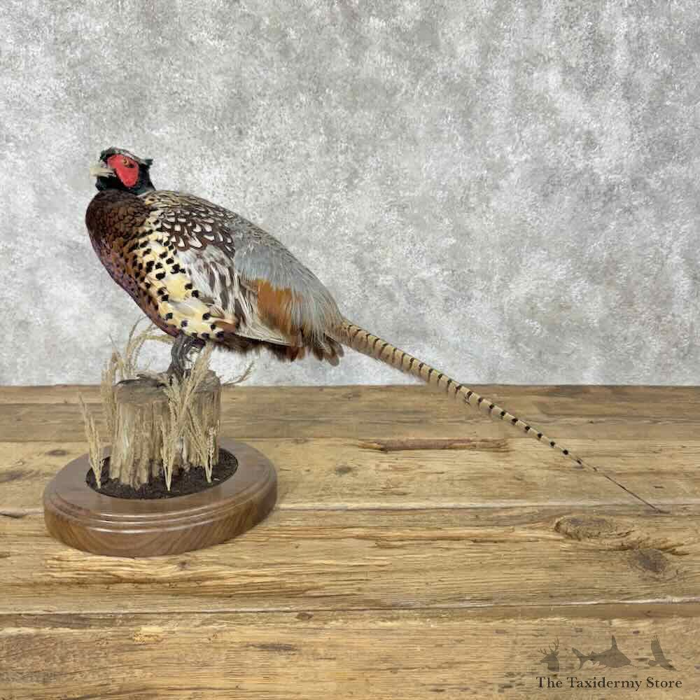 Ringneck Pheasant Bird Mount For Sale #30414 @ The Taxidermy Store
