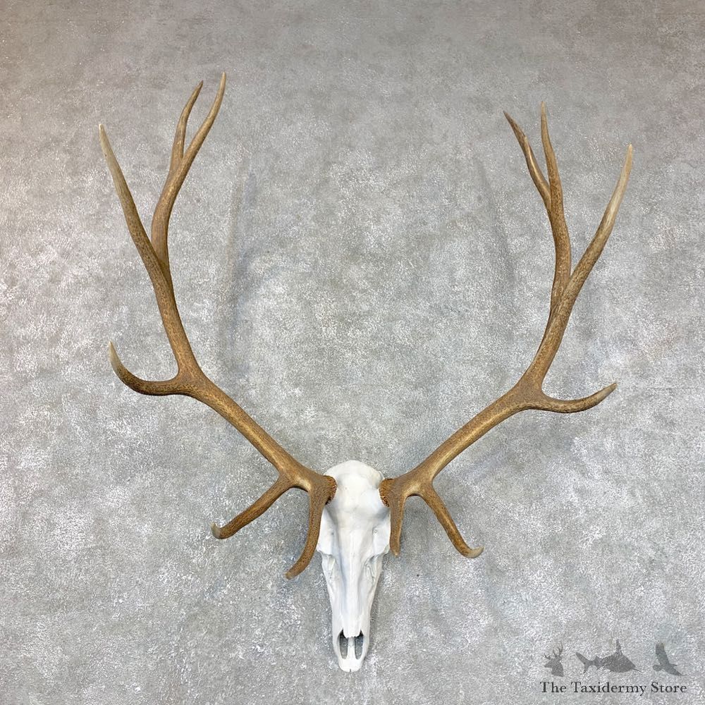 Rocky Mountain Elk Skull European Mount For Sale #23729 @ The Taxidermy Store