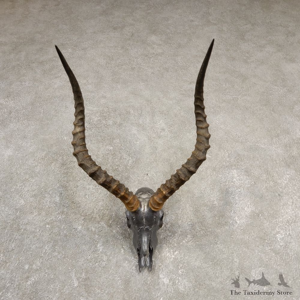 Impala Skull & Horn European Mount For Sale #20542 @ The Taxidermy Store