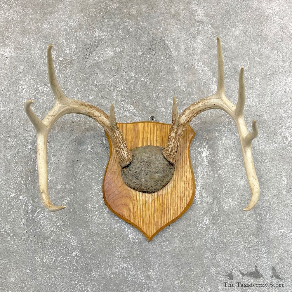 Whitetail Deer Antler Plaque Mount #24254 For Sale @ The Taxidermy Store