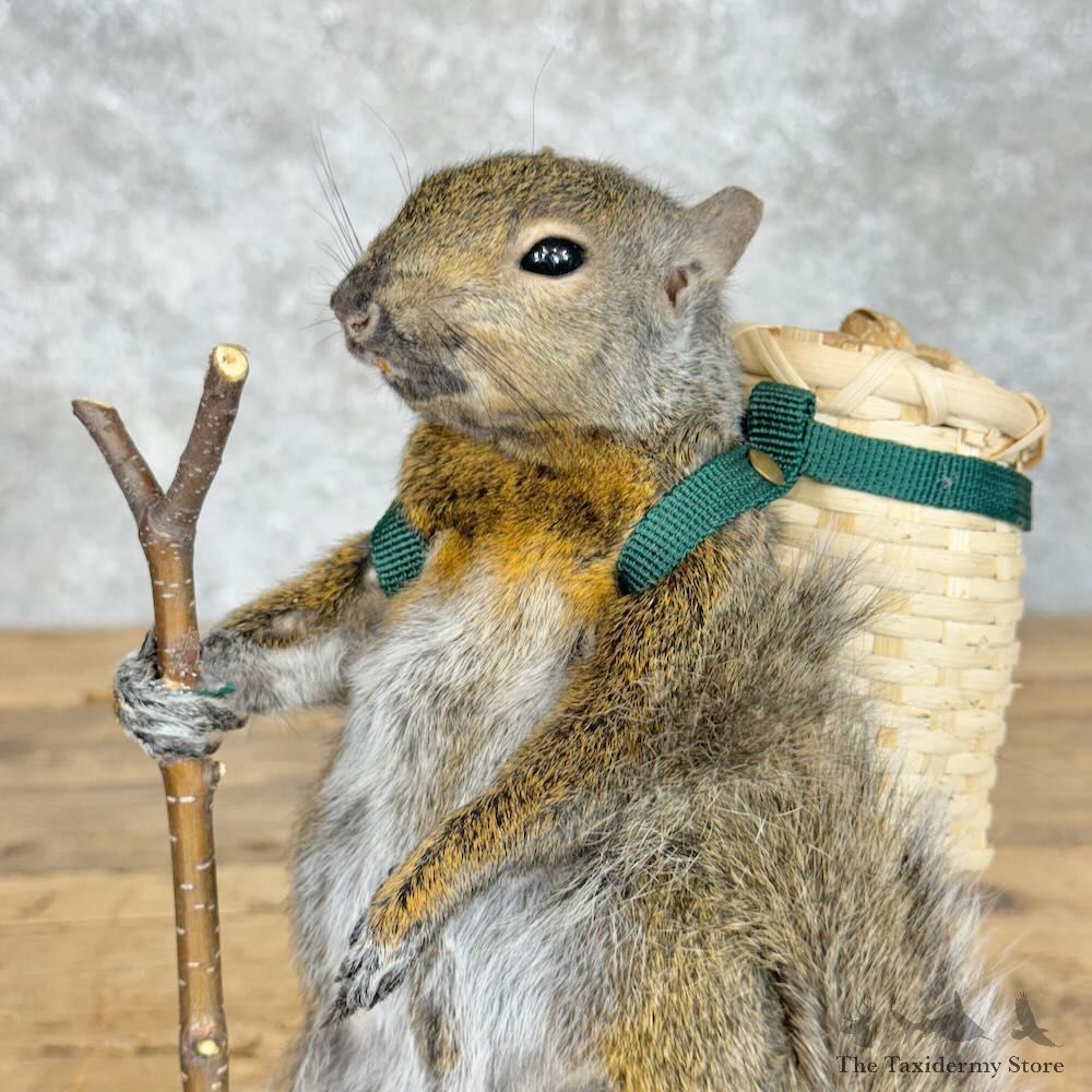 Hiking Squirrel Novelty Mount For Sale #28932 @ The Taxidermy Store