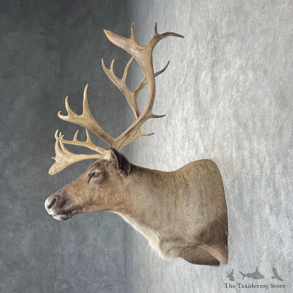 Barren Ground Caribou Shoulder Mount For Sale #29959 @ The Taxidermy Store