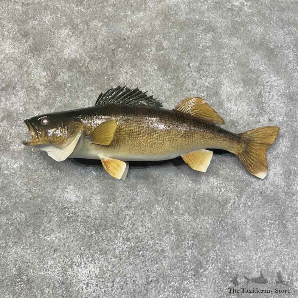 Walleye Fish Mount For Sale #31298 @ The Taxidermy Store