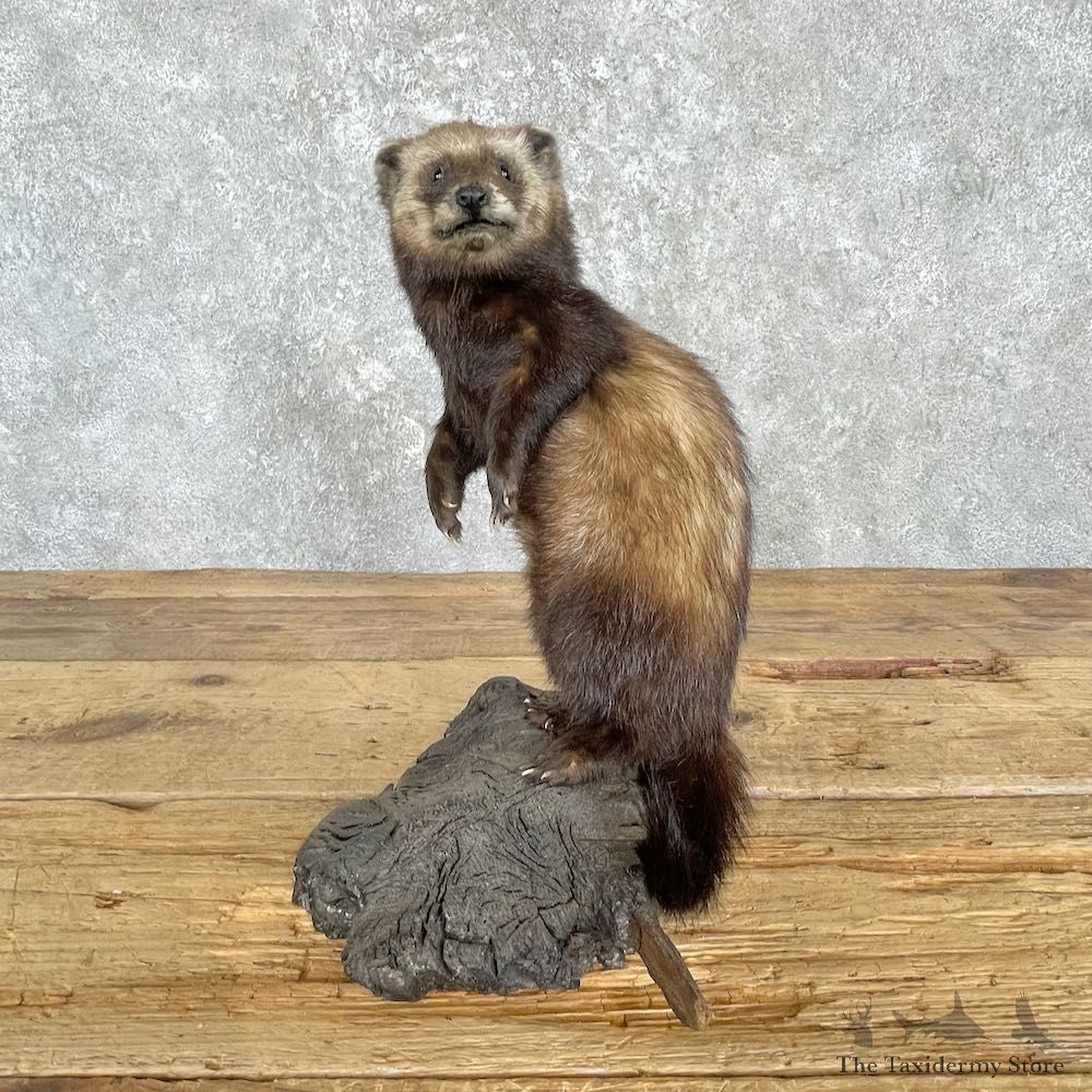 Polecat Life-Size Mount For Sale #27200 @ The Taxidermy Store