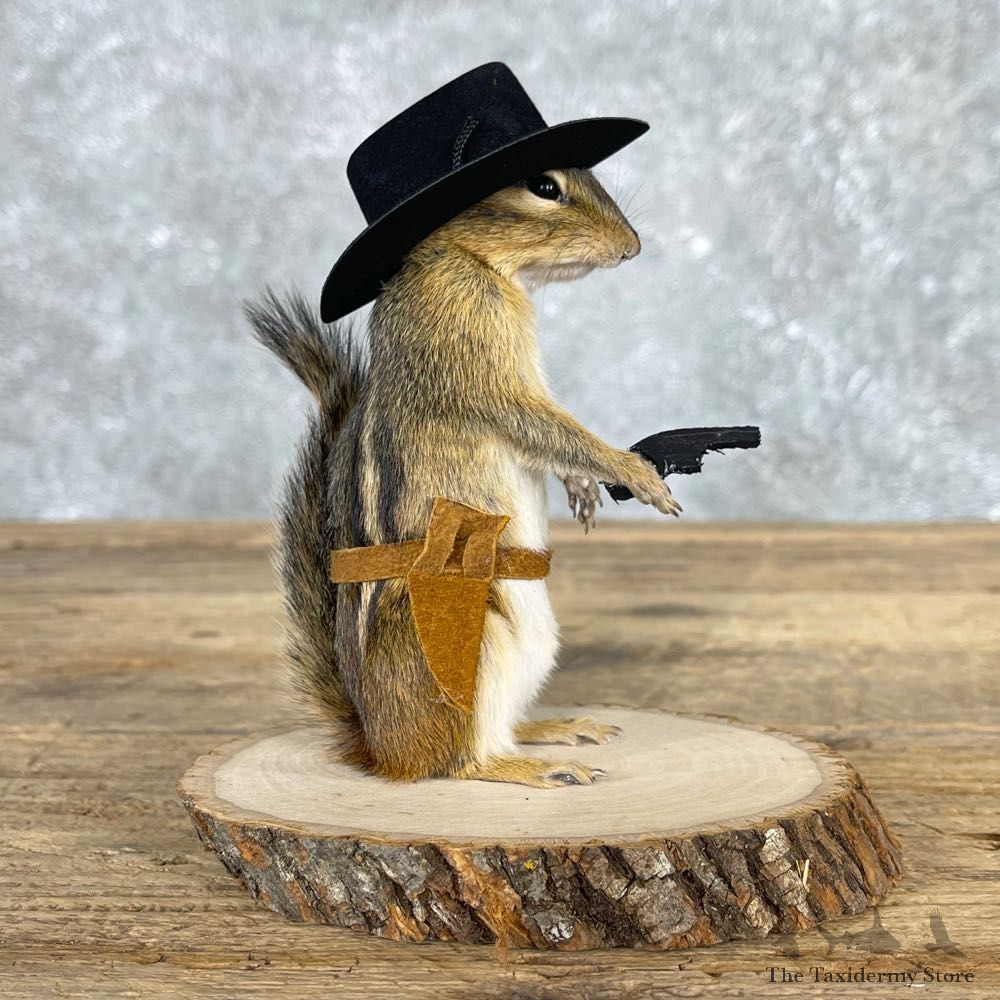Cowboy Chipmunk Novelty Mount For Sale #24049 @ The Taxidermy Store