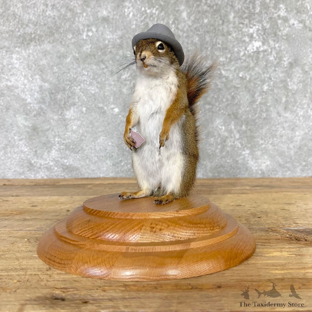 Poker Squirrel Novelty Mount For Sale #24964 @ The Taxidermy Store