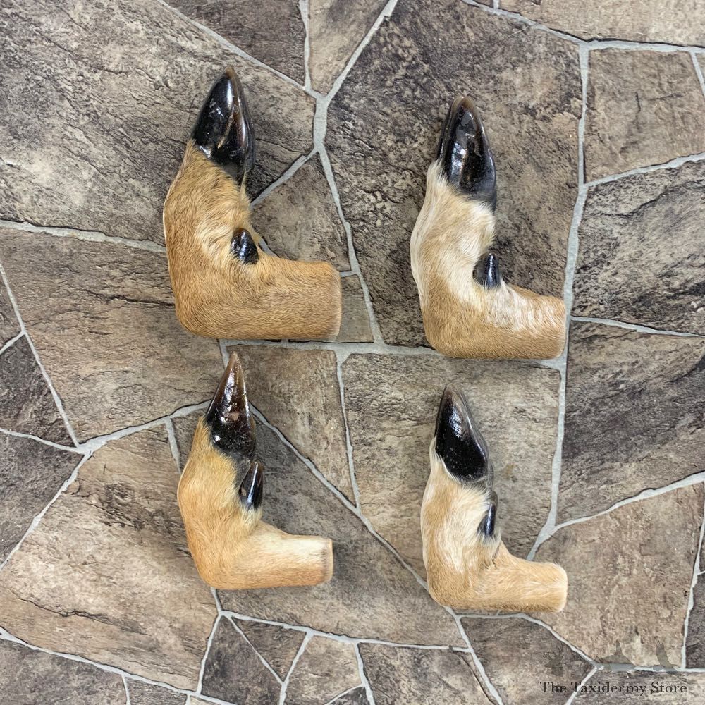 Deer Hoof Craft Pack For Sale #22021 @ The Taxidermy Store