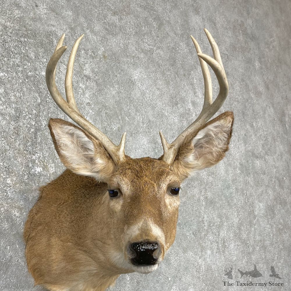 Whitetail Deer Taxidermy Shoulder Mount For Sale #25305 @ The Taxidermy Store