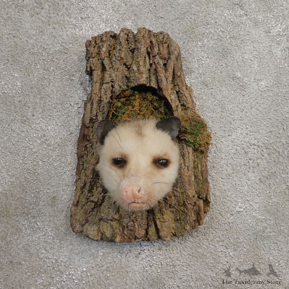 Opossum Head Novelty Taxidermy Mount For Sale #21056 @ The Taxidermy Store