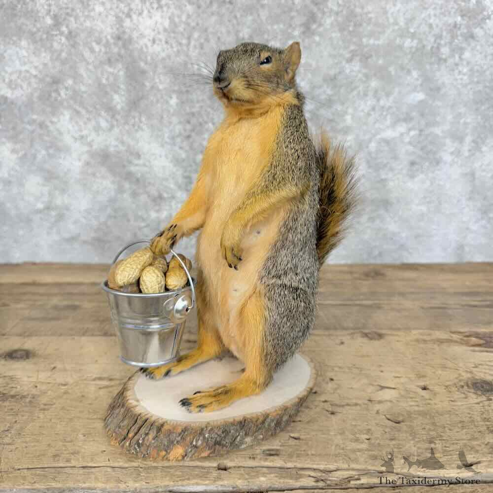 Fox Squirrel Novelty Mount For Sale #30580 @ The Taxidermy Store
