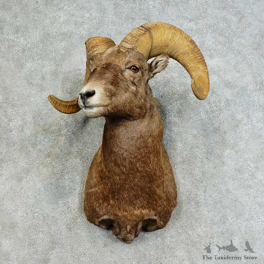 Bighorn Sheep Shoulder Mount For Sale #16128 @ The Taxidermy Store