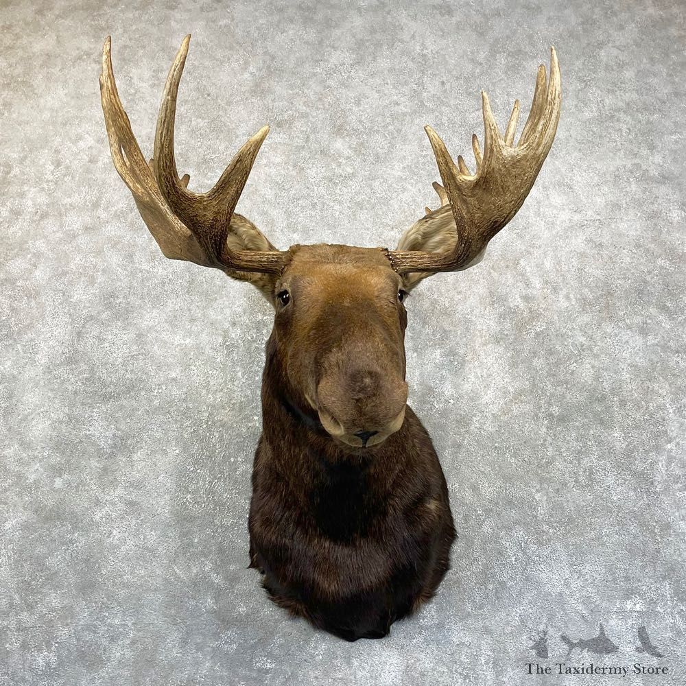 Canadian Moose Shoulder Mount For Sale #24984 @ The Taxidermy Store
