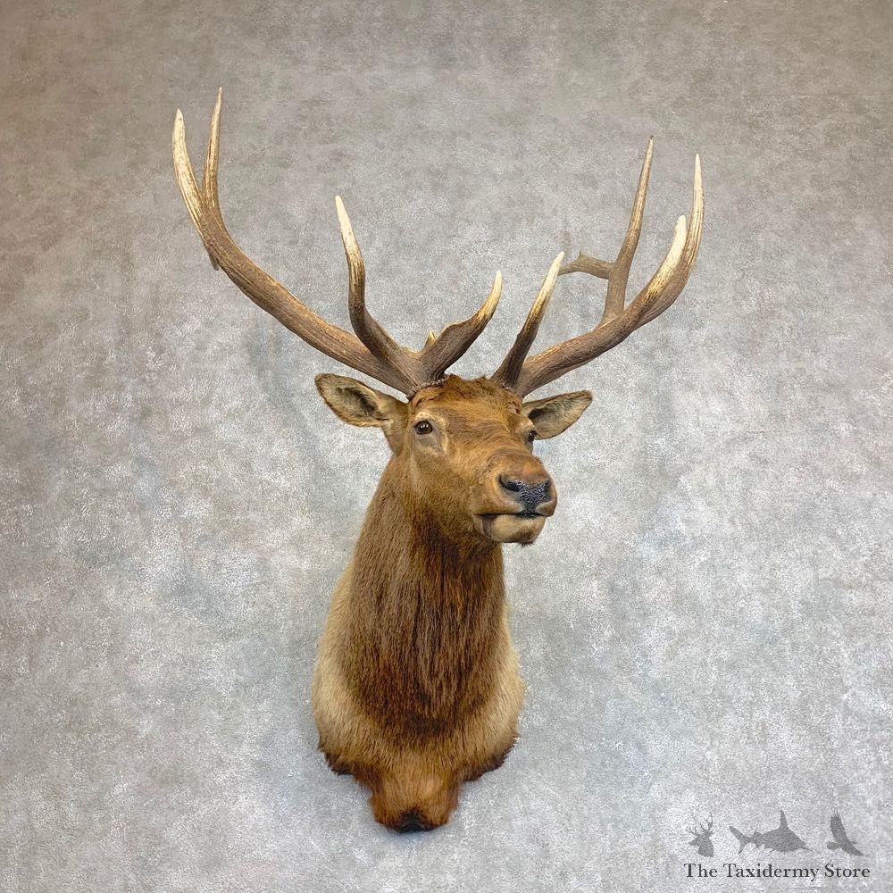 Roosevelt Elk Shoulder Mount For Sale #21930 @ The Taxidermy Store