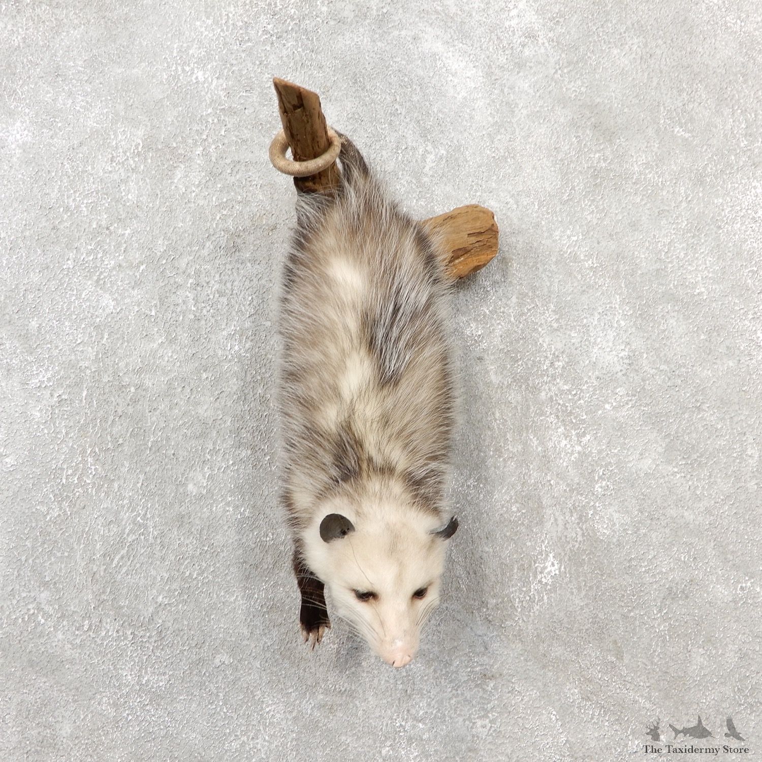 Wall Hanging Opossum Mount For Sale #19080 @ The Taxidermy Store