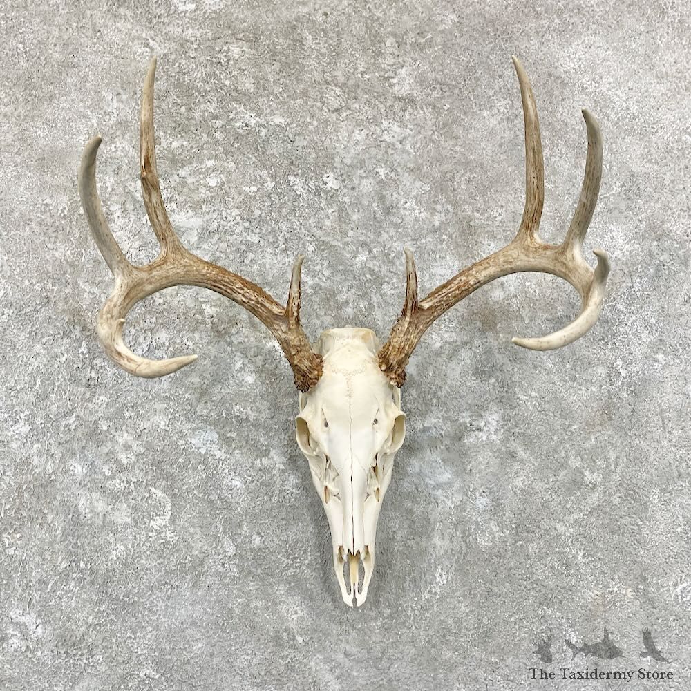 Whitetail Deer Skull European Mount For Sale #27841 @ The Taxidermy Store