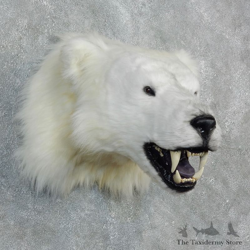 Reproduction Polar Bear Shoulder Mount #18297 For Sale @ The Taxidermy Store