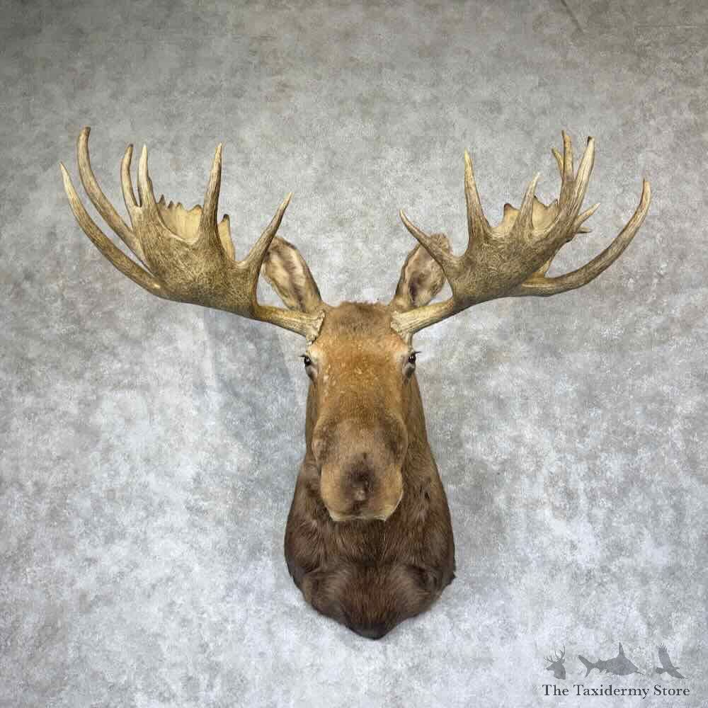Alaskan Yukon Moose Shoulder Mount For Sale #31515 @ The Taxidermy Store