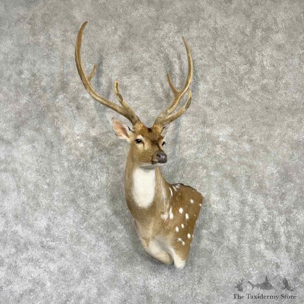 Axis Deer Wall Pedestal Mount For Sale #31019 @ The Taxidermy Store