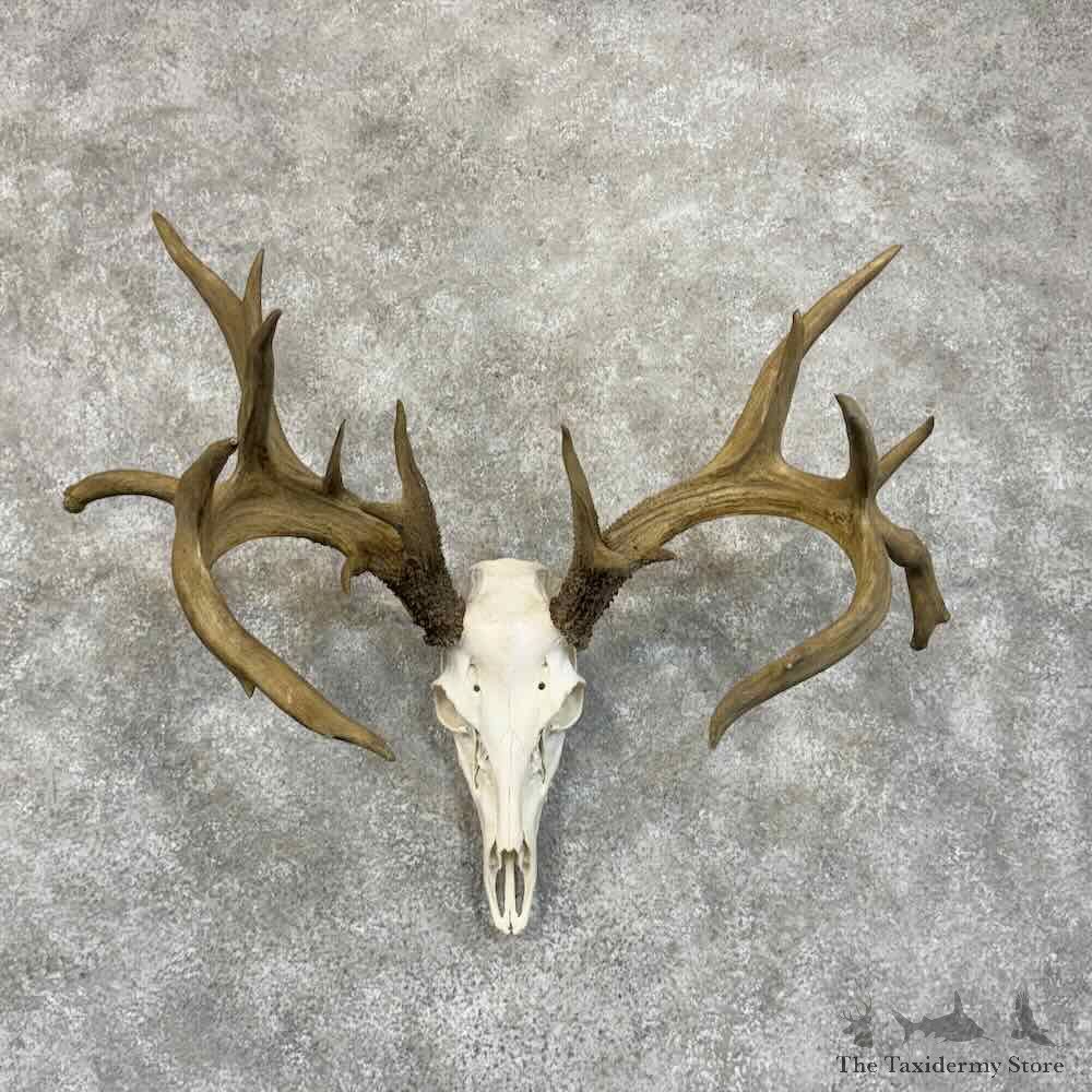 Whitetail Deer Skull European Mount For Sale #30575 @ The Taxidermy Store