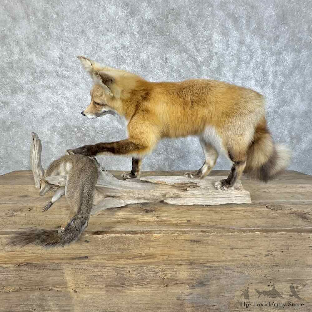 Red Fox With Grey Squirrel Life-Size Mount For Sale #31395 @ The Taxidermy Store