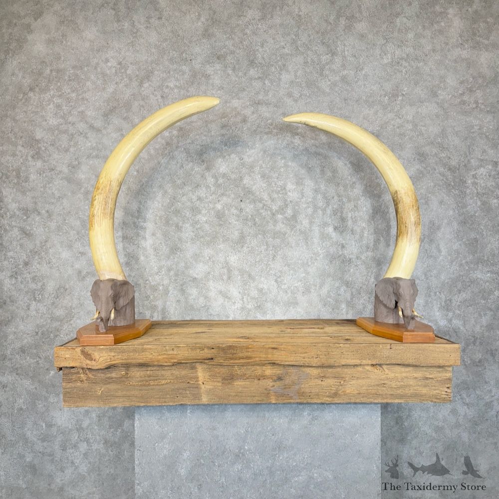 Elephant Tusks Replica Mount For Sale #29675 @ The Taxidermy Store