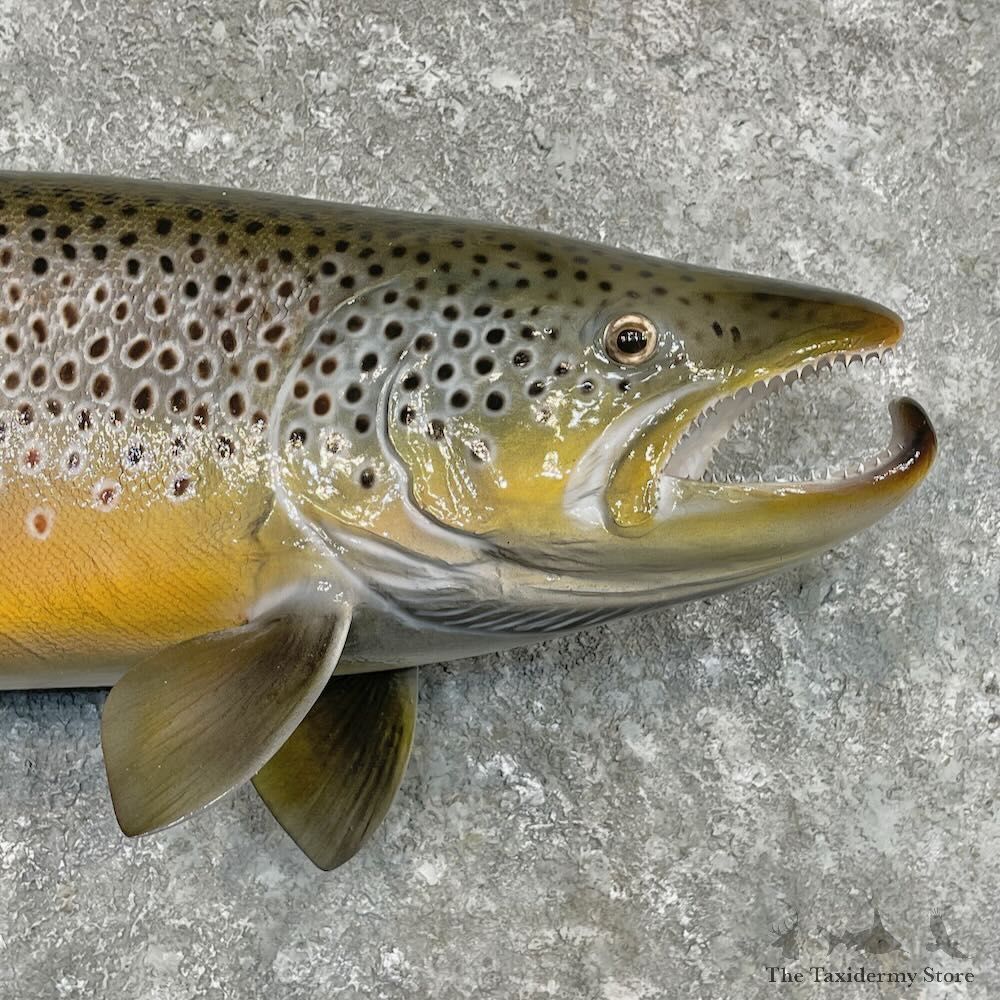 Brown Trout Fish Mount For Sale #27557 @ The Taxidermy Store