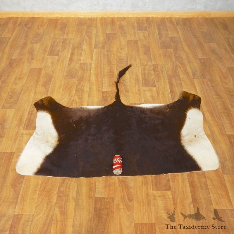 Sable Hide Taxidermy Tanned Skin For Sale #17467 @ The Taxidermy Store