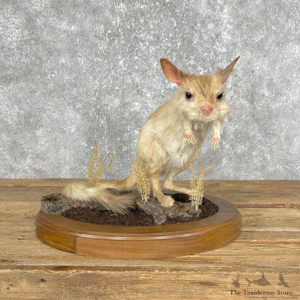 Springhare Life-Size Taxidermy Mount #25282 For Sale @ The Taxidermy Store