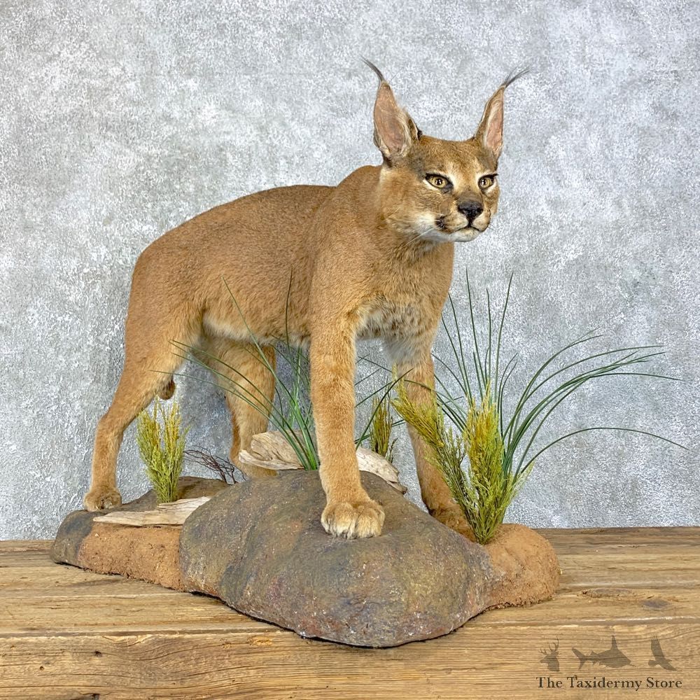 African Caracal Cat Life-Size Mount For Sale #23973 @ The Taxidermy Store