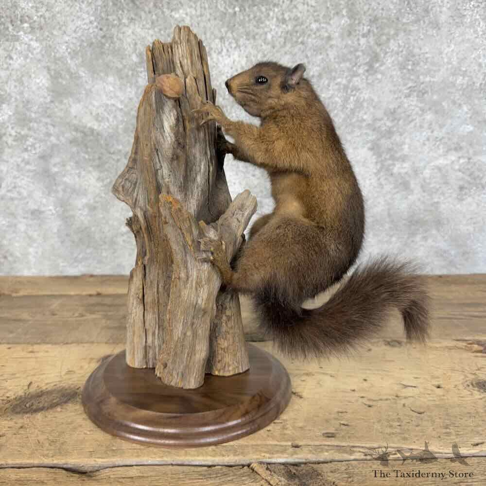 Cinnamon Squirrel Life Size Mount For Sale #31435 @ The Taxidermy Store