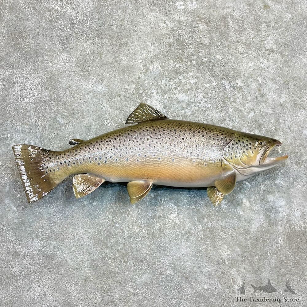 Brown Trout Fish Mount For Sale #27323 @ The Taxidermy Store
