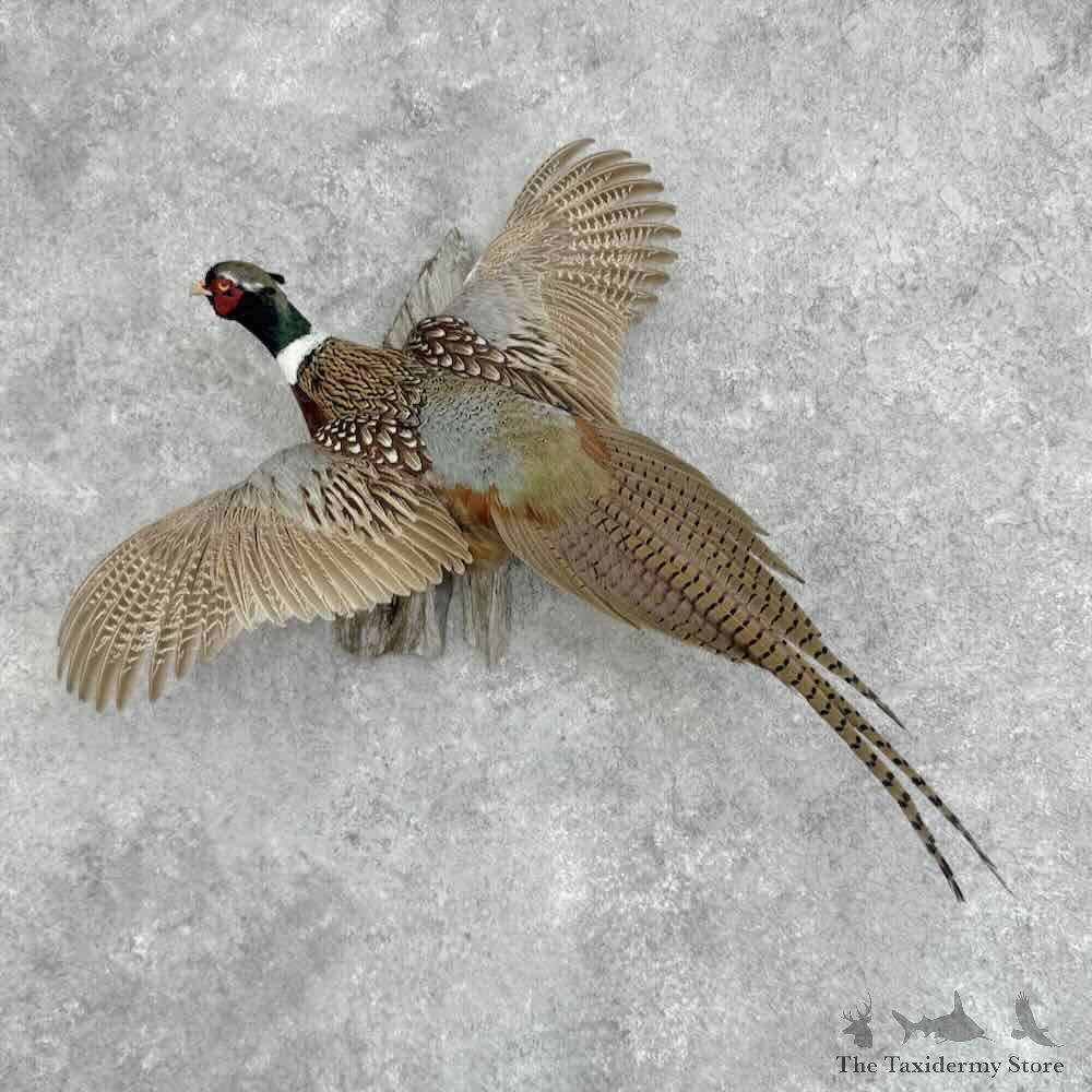 Ringneck Pheasant Bird Mount For Sale #32369 @ The Taxidermy Store