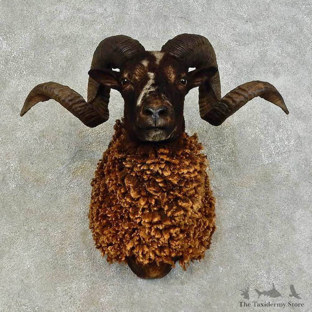 Corsican Ram Shoulder Mount For Sale #16456 @ The Taxidermy Store