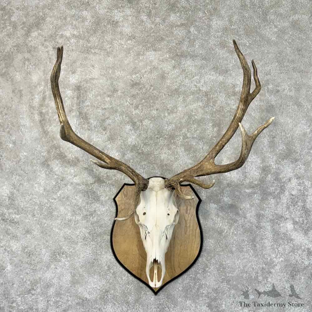 Rocky Mountain Elk Skull European Mount For Sale #30532 @ The Taxidermy Store